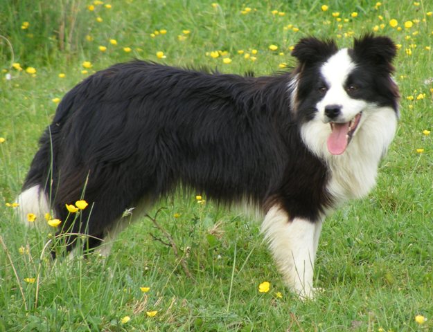 Elvira demon spirit black des Rives du Lagon Bleu