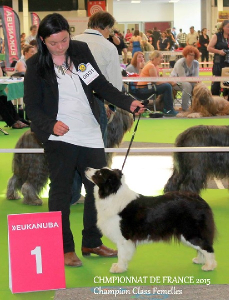 CH. Freedom spirit and anarchy des Rives du Lagon Bleu