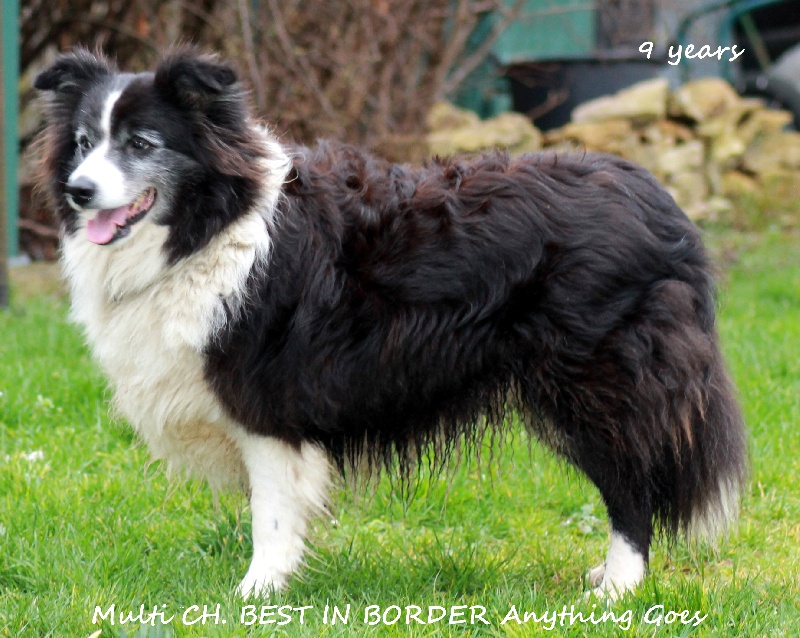 CH. best in border Anything goes