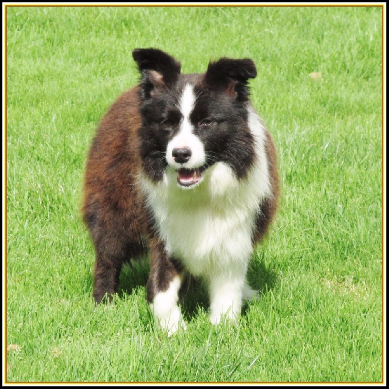 I am mandy real black pearl des Rives du Lagon Bleu