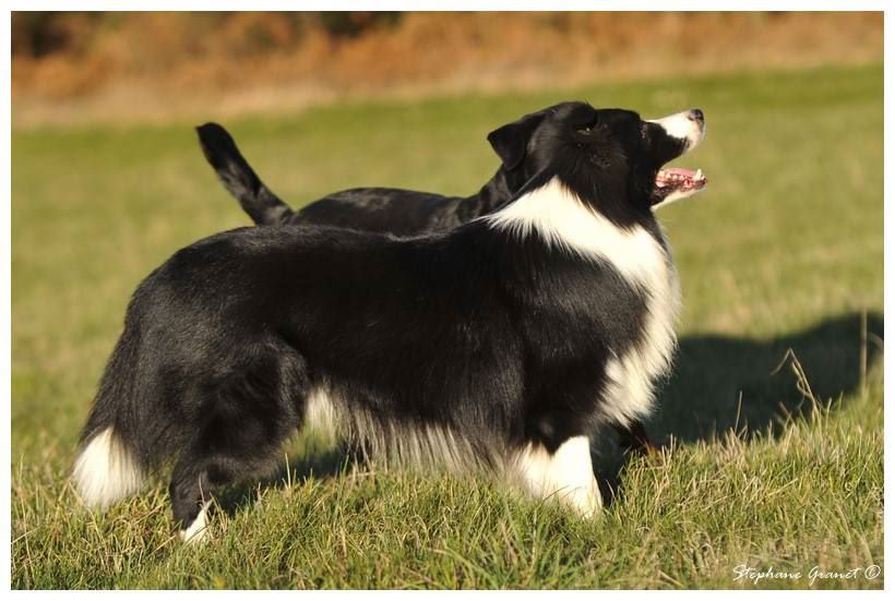 CH. Happy spirit in the wind little boudha des Rives du Lagon Bleu