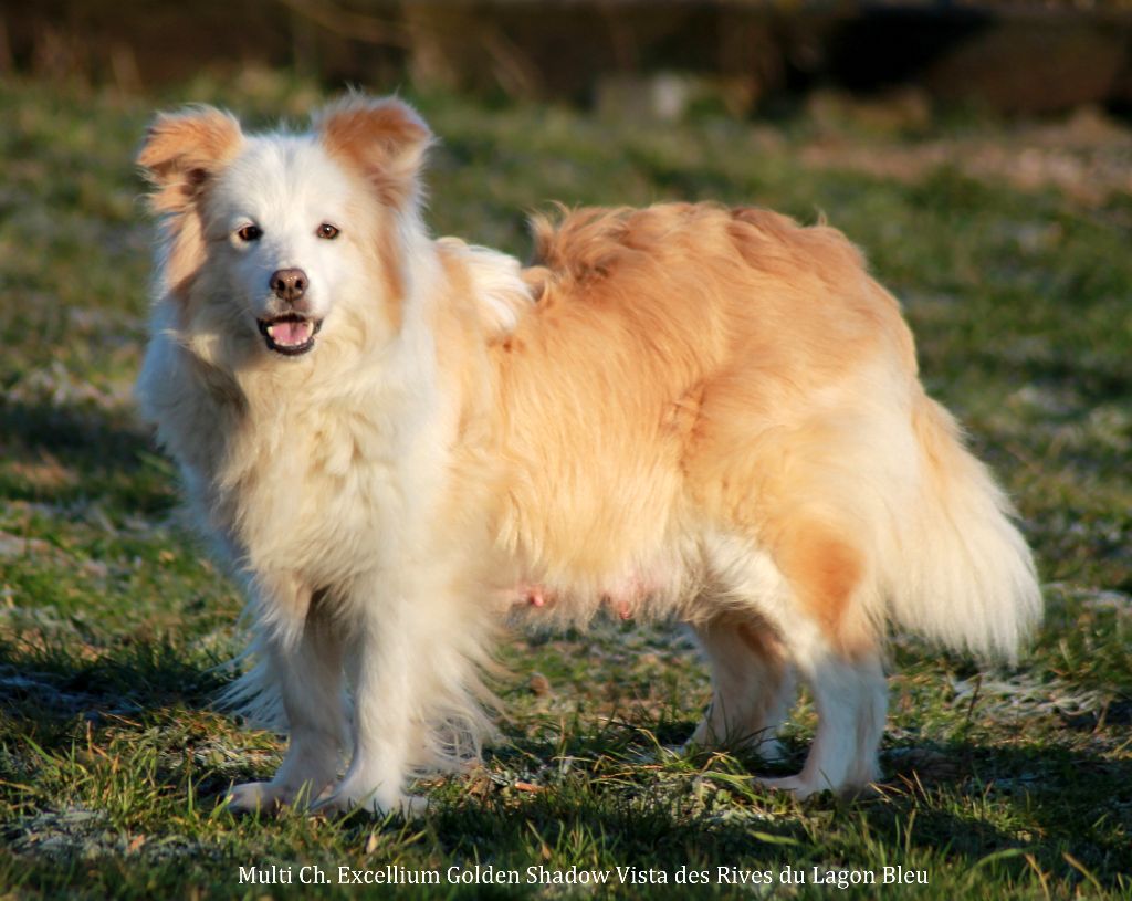 CH. Excellium golden shadow  vista des Rives du Lagon Bleu