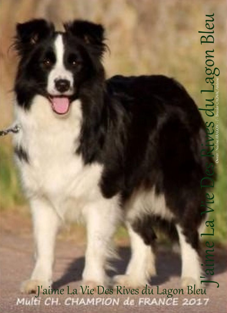 CH. J'aime la vie des Rives du Lagon Bleu