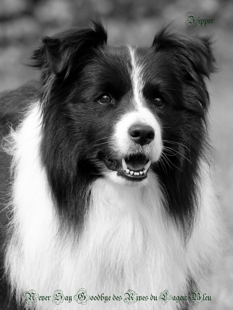 Never say goodbye des Rives du Lagon Bleu